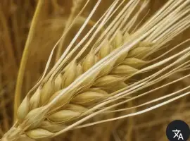 Зображення для оголошення Продам ячмінь