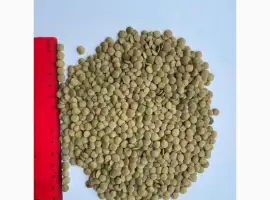 Зображення для оголошення Продам чечевицу