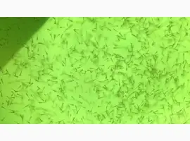 Зображення для оголошення Зарыбление личинкой в весеннее летний сезон