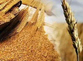 Зображення для оголошення Купуємо відходи бобових