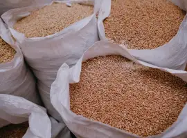 Зображення для оголошення Постійно закуповуємо побічні продукти зернових