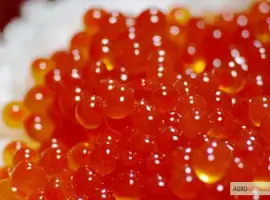 Зображення для оголошення Зернистая красная икра Форели 0