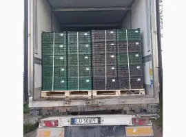 Зображення для оголошення Прийом равликів 2026 Куплю равлика оптом