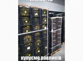 Зображення для оголошення Куплю дикий виноградний равлик HELIX POMATIA