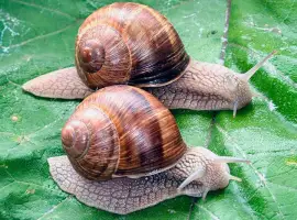 Зображення для оголошення КУПУЄМО виноградного РАВЛИКА (Helix Pomatia) - по всій Україні - 2024