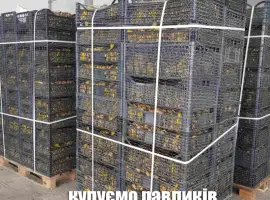 Зображення для оголошення Куплю равлики дикі виноградні