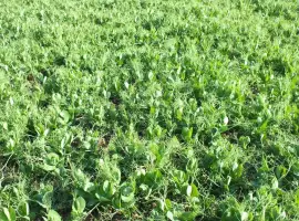 Зображення для оголошення Куплю горох за готівку