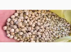 Зображення для оголошення Продам горох жовтий