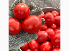 Зображення для оголошення Продам помідор сливку гарної якості