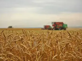 Зображення для оголошення Купуємо відходи с/г культур та некондицію