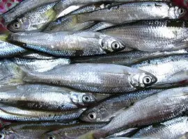 Продам оптом верховодку (себель). Доставка по договоренности