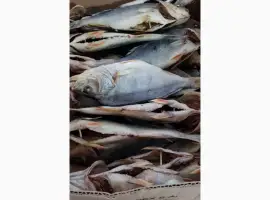 Продам окунь вяленный 110грн/кг. Опт. Продам окунь вяленный 120грн/кг. Опт