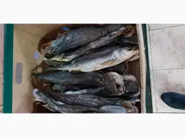Продам сом