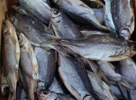 Продам вяленую и копченую рыбу в ассортименте. Опт. Чищенная
