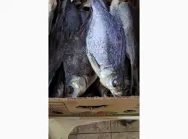 Продам вяленую рыбу в ассортименте. Тарань