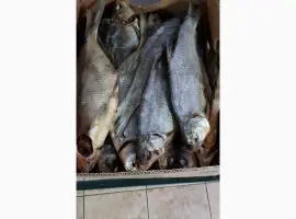 Продам лещ вяленный 100грн/кг. Опт