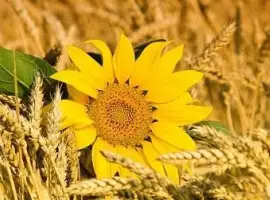 Зображення для оголошення Купуємо зерновідходи та некондицію. Самовивіз