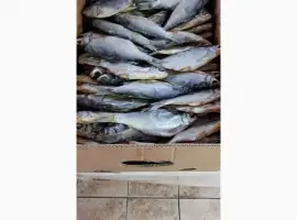 Продам тарань вяленную 125грн/кг. 130грн/кг. 170грн/кг. Опт