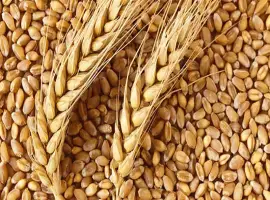 Зображення для оголошення Закуповуємо побічні продукти зернових