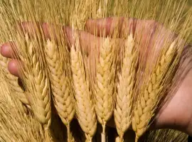 Зображення для оголошення Купуємо некондицію та зерновідходи