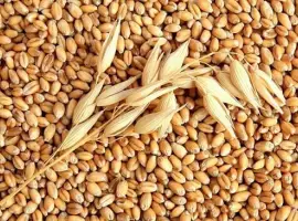 Зображення для оголошення Закупаем ячмень