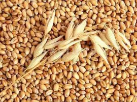 Зображення для оголошення Закупаем с места Зерновые культуры Черкасская Кировградская обл