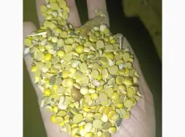 Зображення для оголошення Куплю жито ячмінь пшеницю соняшник рипак