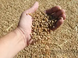 Зображення для оголошення Купим некондицию зерновых