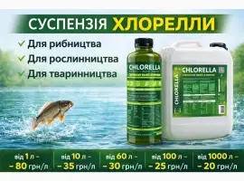 Суспензія Хлорелли від виробника. Живий планктонний штамм