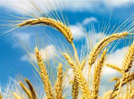 Зображення для оголошення Пропонуємо портії зерна на умовах FCA або DDP///We offer grain portions on FCA or DDP term