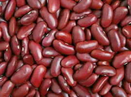 Зображення для оголошення Продаж сортової квасолі гуртовими партіями