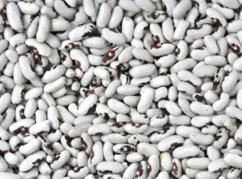 Зображення для оголошення Гуртовий продаж сортової квасолі
