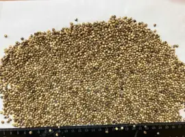 Зображення для оголошення Біле сорго 700 тн