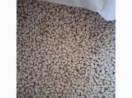 Зображення для оголошення Продамо квасолю