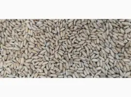 Озиме тритекале Трібонус (Австрія) 1 репродукція