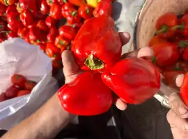Зображення для оголошення Продаємо перець оптом с поля