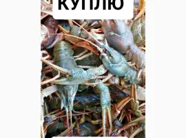 Купляємо живих раків