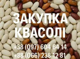 Зображення для оголошення Закупівля квасолі оптовими партіями