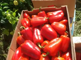 Зображення для оголошення Продам перець