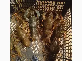 Шукаю постачальників раків