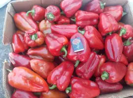 Зображення для оголошення Продам красный перец ВИКТОРИЯ