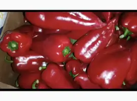 Зображення для оголошення Продам перець солодкий Навігатор