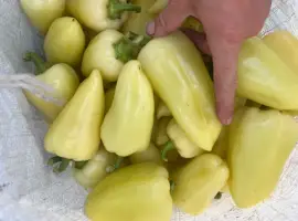 Зображення для оголошення Перець Айвенго
