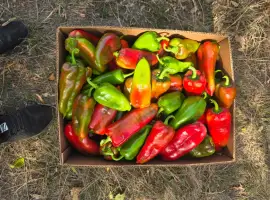 Зображення для оголошення Продам перец сорт Ферарі