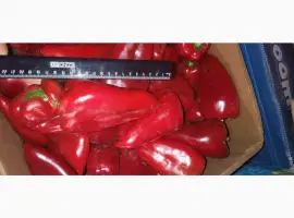 Зображення для оголошення Продам солодкий перець Навігатор оптом 35 грн/кг (Київська обл Обухівський р-н село Верем'