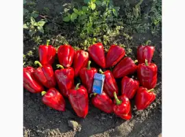 Зображення для оголошення Продам перець
