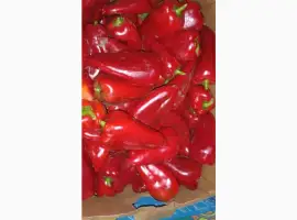 Зображення для оголошення Продам перець солодкий сорт Навігатор (Київська обл.