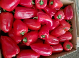 Зображення для оголошення Продам перець Польот і Барбі