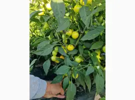 Зображення для оголошення Продам перець глобус