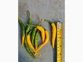 Зображення для оголошення Продам гострий перець